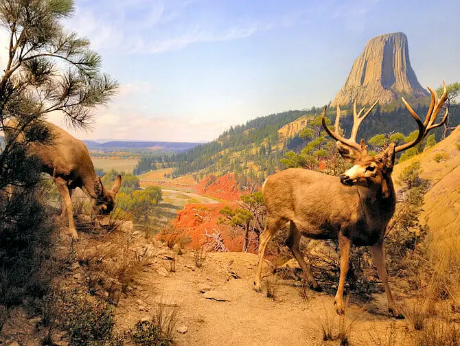 Museum of Natural History New York