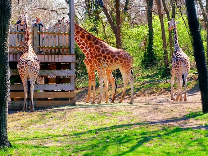 The Bronx Zoo in New York - Giraffes