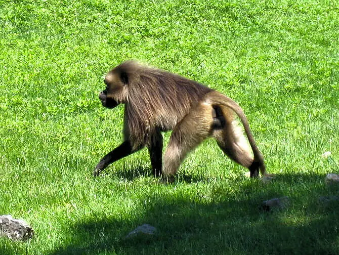 The Bronx Zoo in New York - Monkey