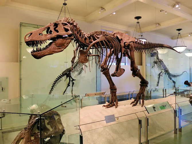 American Museum of Natural History in New York - Dinosaur