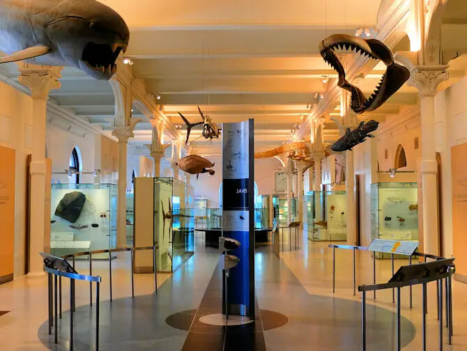 American Museum of Natural History in New York - Empty Tour