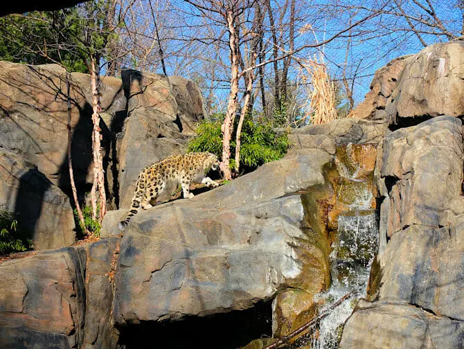 Central Park Zoo Tickets - Snow Leopard