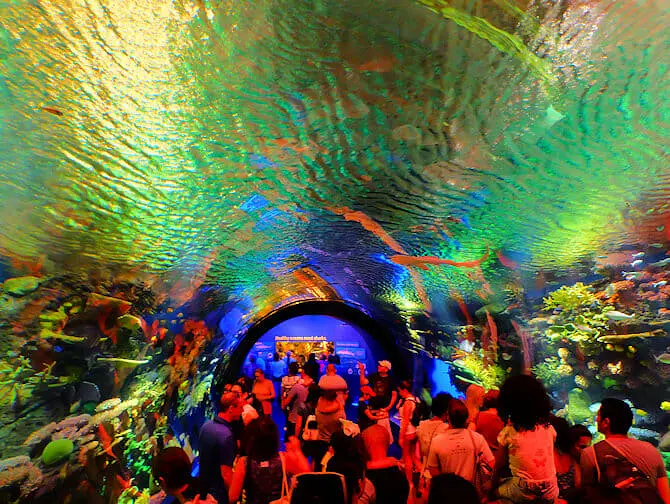 New York Aquarium - Coral Reef