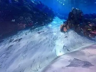 National Geographic Encounter Ocean Odyssey - Under Water