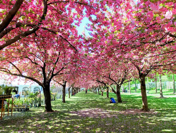 Botanical Gardens in New York Cherry Blossoms
