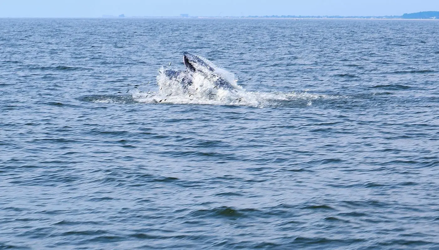Whale watching in New York - fish