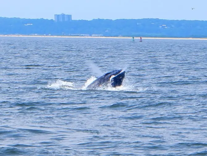 Whale watching in New York