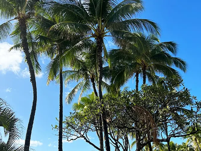 Hawaii Stopover on your way to New York - Palm Trees