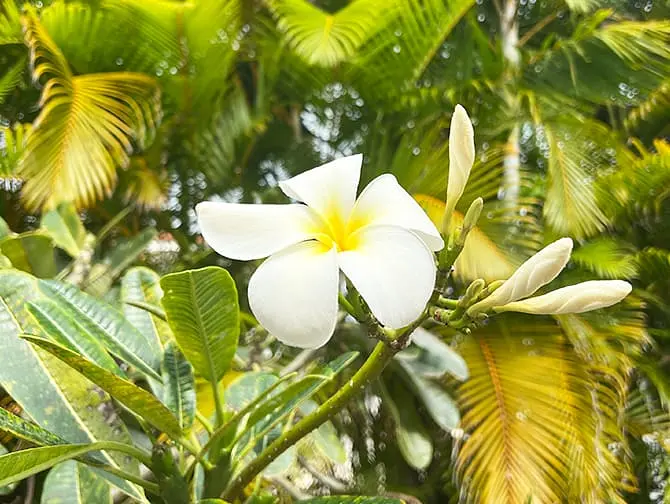Hawaii Stopover on your way to New York - Nature